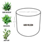 Succulent Plant Gift - Pot with Rooted in Christ Design