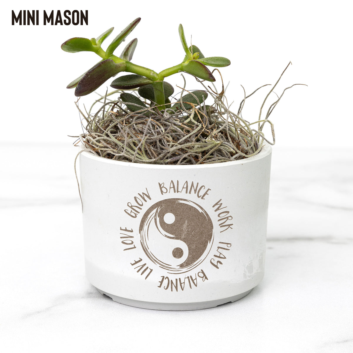 Succulent Plant Gift - Pot with Rooted in Christ Design